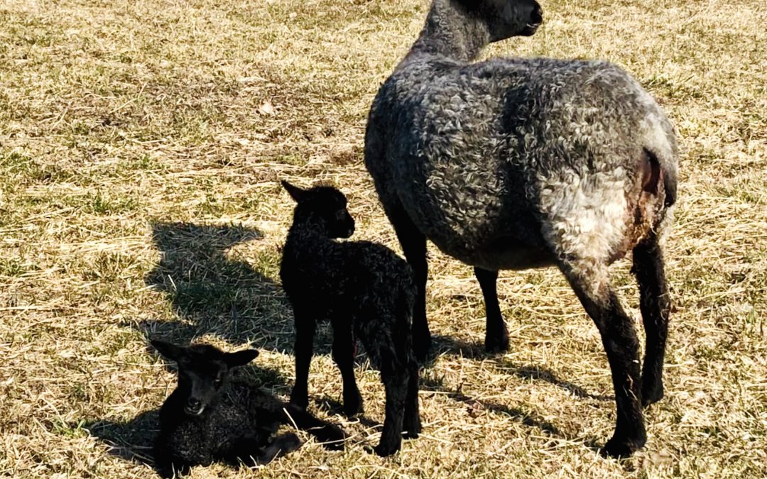 Snart föds nya lamm på Lilla Välle!